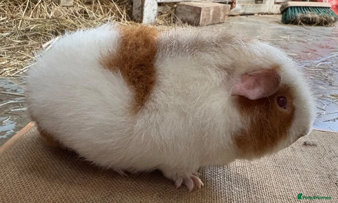 Guinea Pig rodents for sale: Stunning Teddy Boars - Advert 5