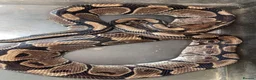 Python Snake reptiles for sale: Adult Female Ball Python+Complete 4ft Setup Ready  in Arundel - Advert 2