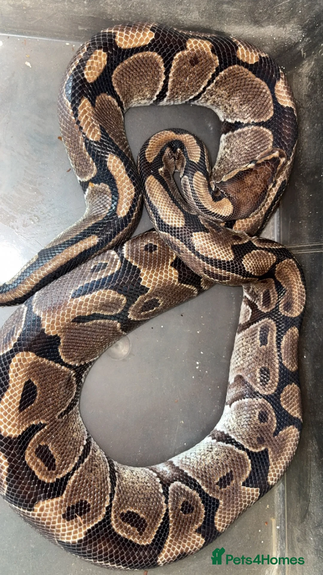 Python Snake reptiles for sale: Adult Female Ball Python+Complete 4ft Setup Ready  in Arundel - Advert 2