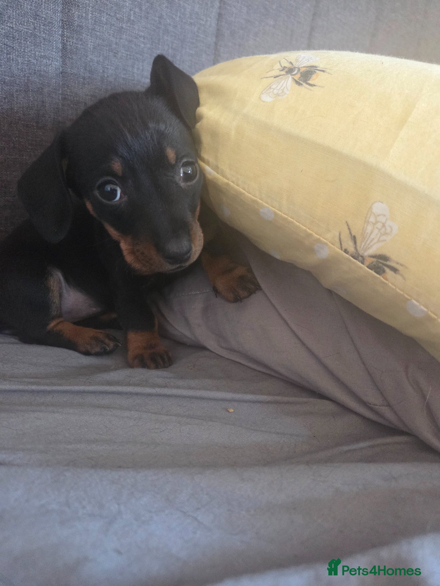 Miniature Dachshund dogs Miniature Dachshunds - Advert 2