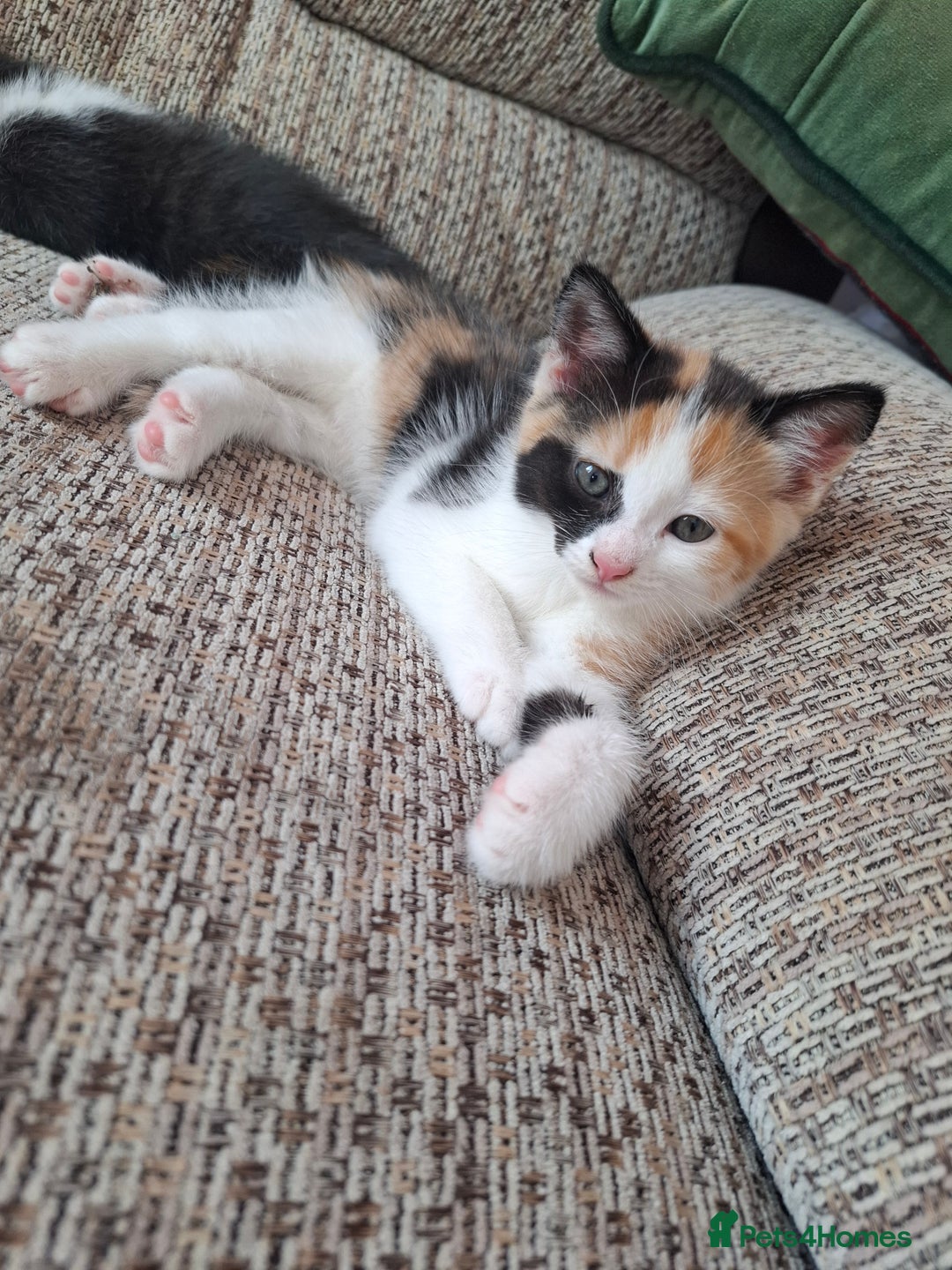 Mixed Breed cats for sale: Kittens  - Image 4