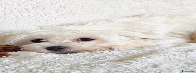 Sia