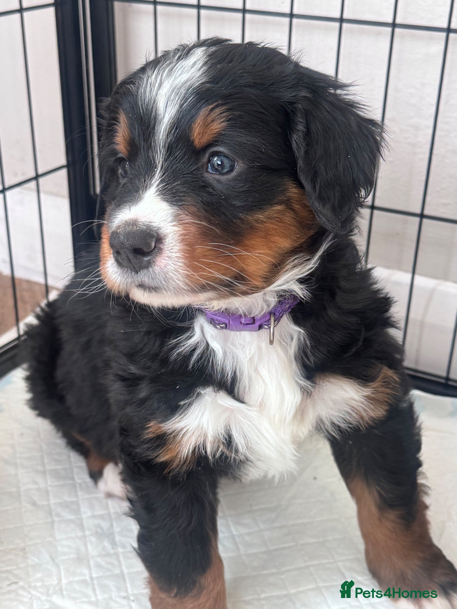 Bernese Mountain Dog dogs Male Bernese mountain dog puppy  - Advert 1