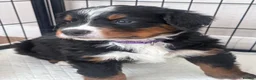 Bernese Mountain Dog dogs for sale: Male Bernese mountain dog puppy  in Doncaster - Advert 1