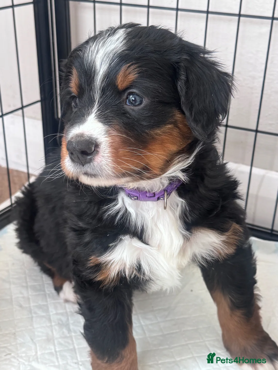 Bernese Mountain Dog dogs for sale: Male Bernese mountain dog puppy  in Doncaster - Advert 1