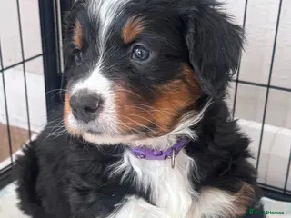 Bernese Mountain Dog dogs Male Bernese mountain dog puppy - Advert 1