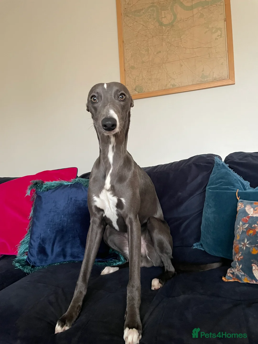 Whippet dogs for sale: 11 month old whippet puppy  - Advert 5