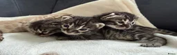 Bengal cats for sale: Bengal Kittens For Sale (6 Left) - Advert 9