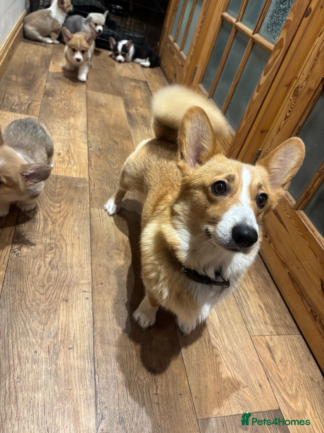 Welsh Corgi Pembroke dogs for sale: Pedegree Pembroke corgi pups  - Advert 2