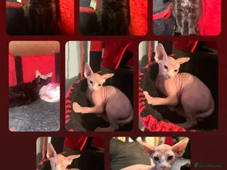 Mixed Breed cats Final loving boy and girl ready to go🦋 - Advert 5