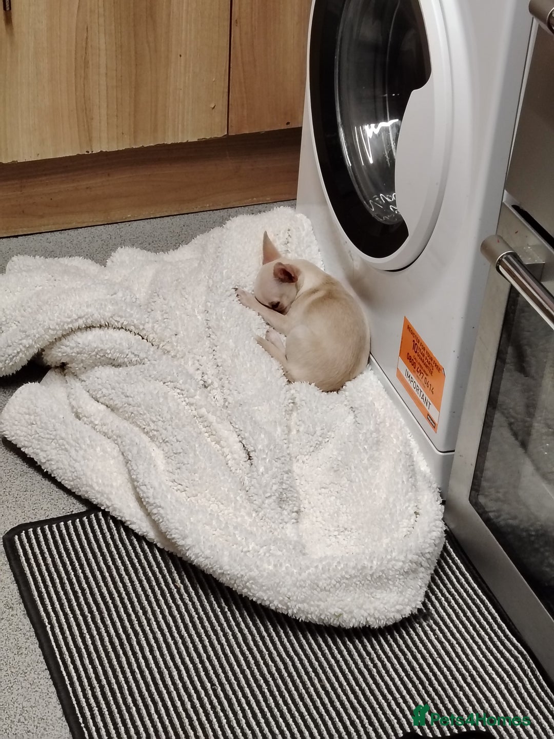 Chihuahua dogs for sale: Deer head chihuahua  - Advert 9