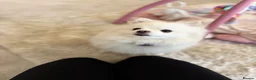 Pomeranian dogs for sale: Lovable Male Pomeranian  - Advert 2