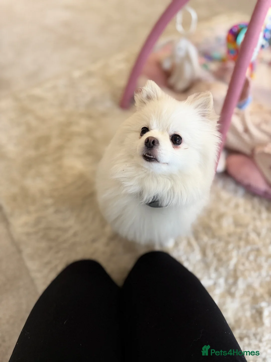 Pomeranian dogs for sale: Lovable Male Pomeranian  - Advert 2