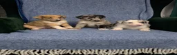 Mixed Breed dogs for sale: Blue Merle Border Collie x Lurcher Puppies  - Advert 12