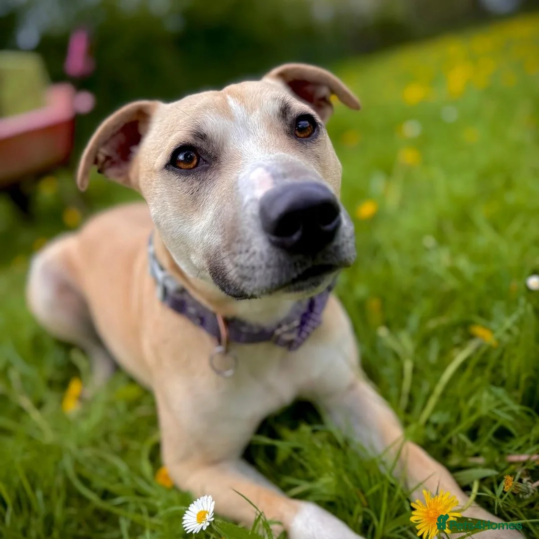Mixed Breed dogs for adoption: Milo - 16kg Mixed Breed for Adoption in Wells - Advert 1