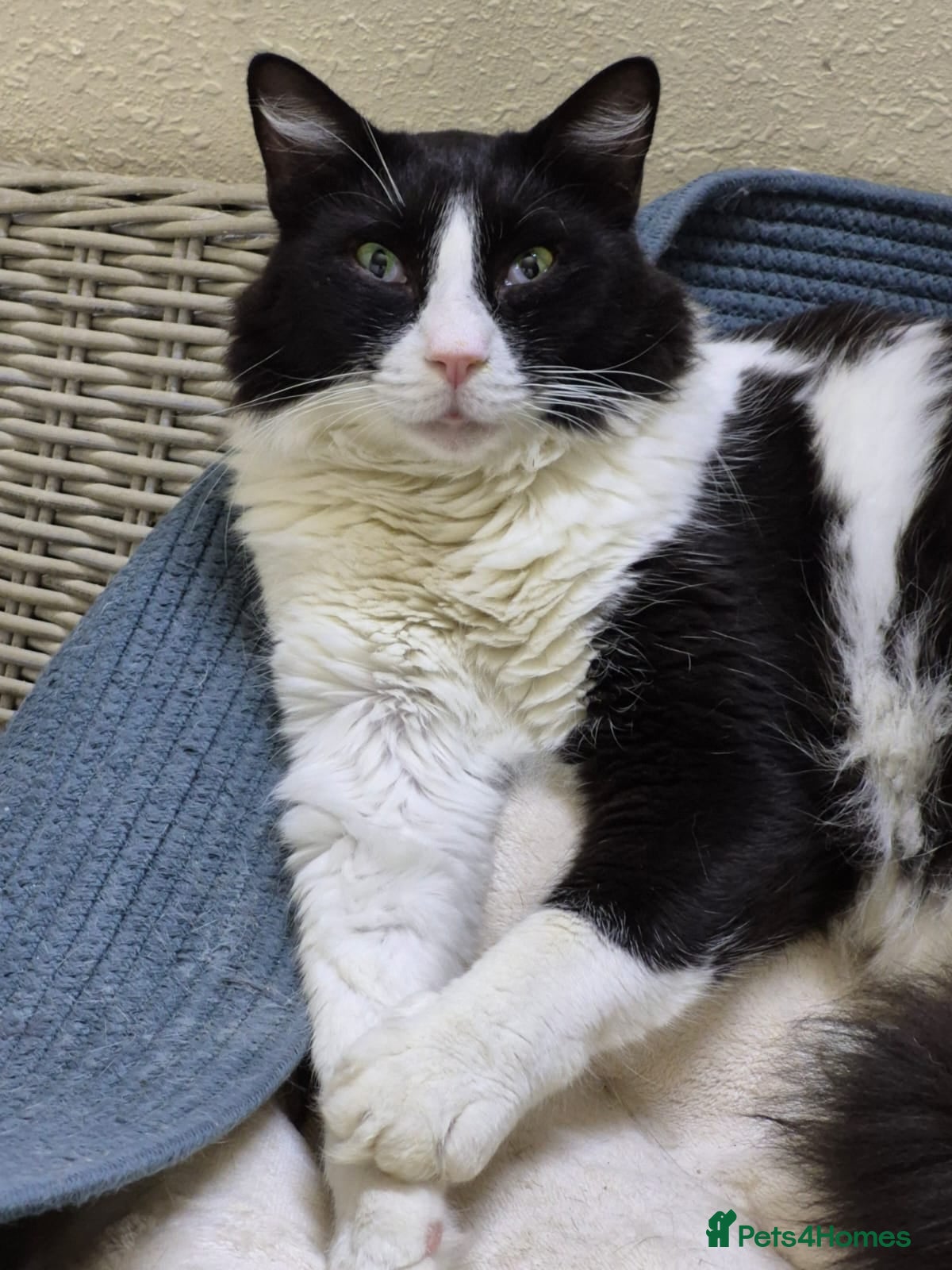 Mixed Breed cats Big Dave - Advert 4