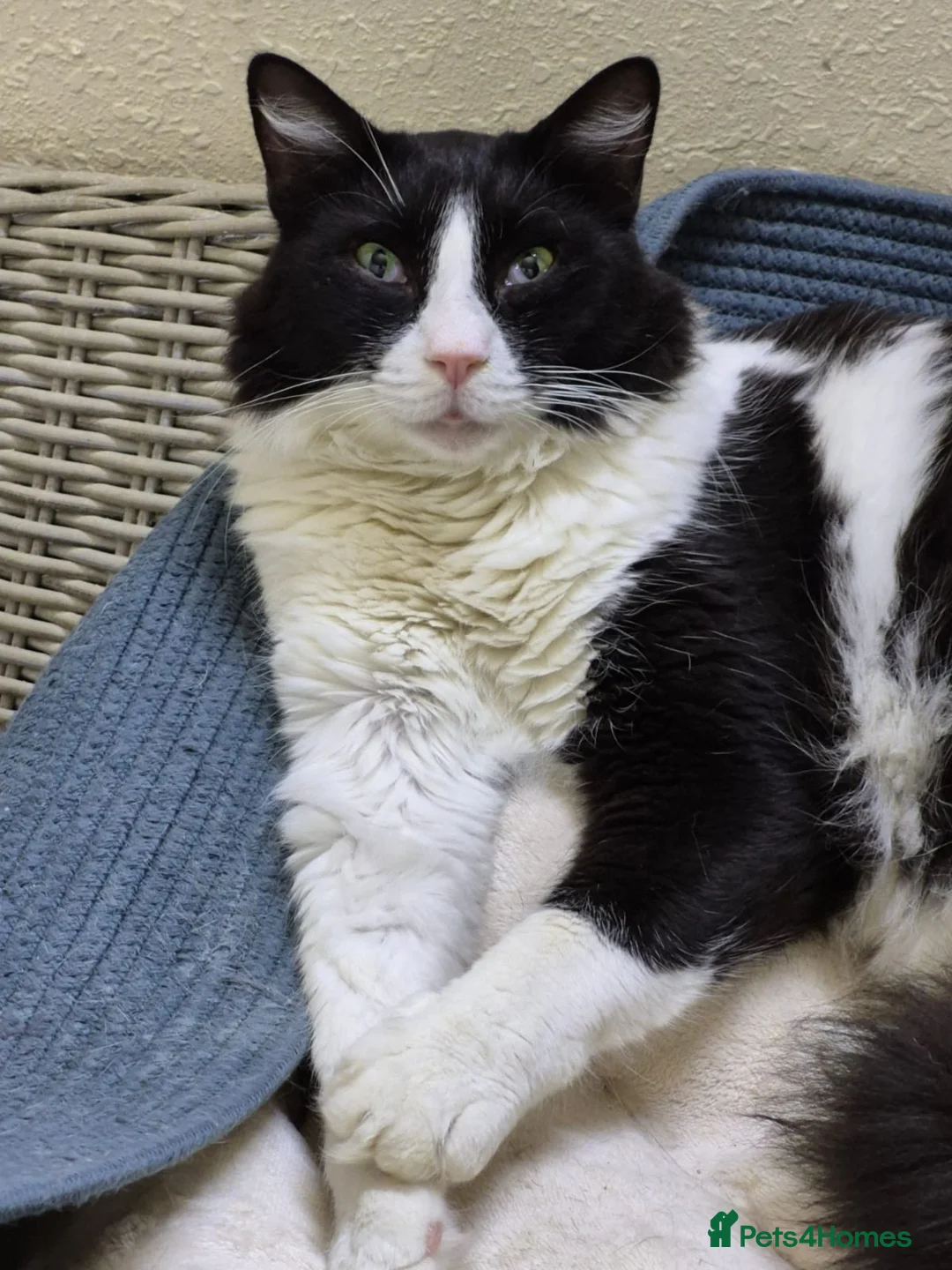 Mixed Breed cats for adoption: Big Dave - Advert 1