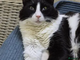 Mixed Breed cats Big Dave - Advert 4