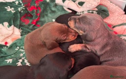 Miniature Dachshund dogs for sale: FOR SALE *Miniature dachshund puppies*  - Image 15