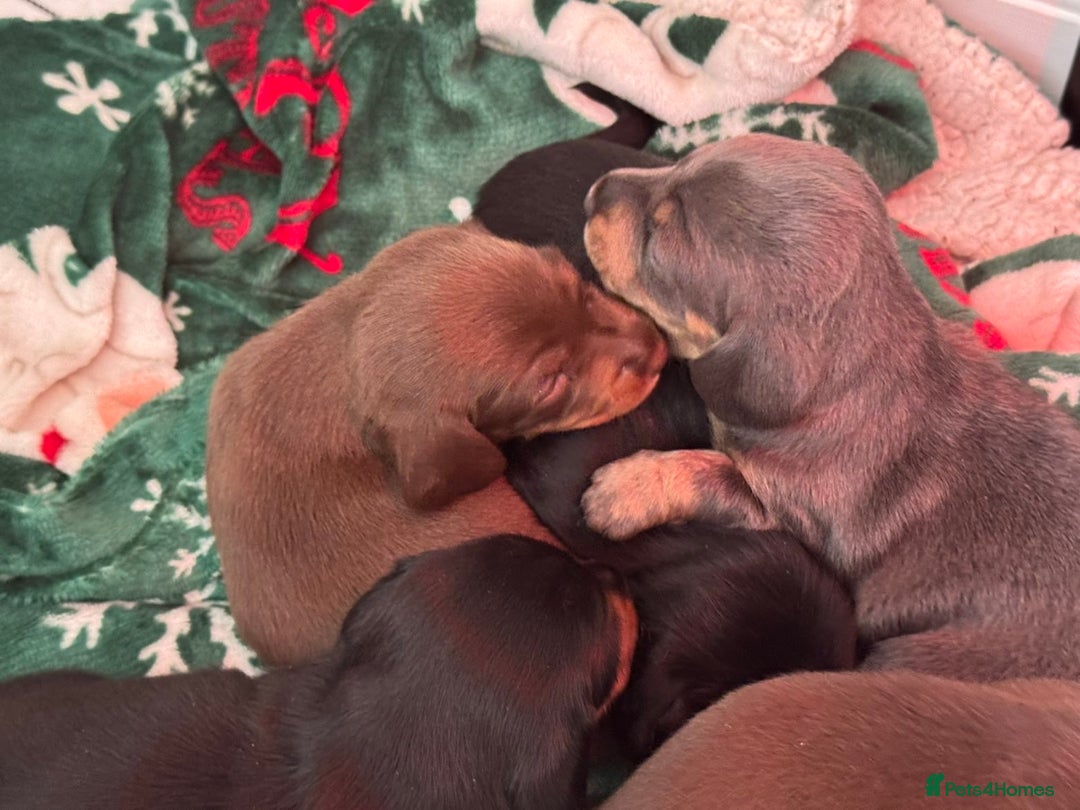Miniature Dachshund dogs for sale: FOR SALE *Miniature dachshund puppies*  - Image 15