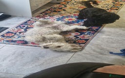 Shihpoo dogs for sale: Charlie for sale - Image 5