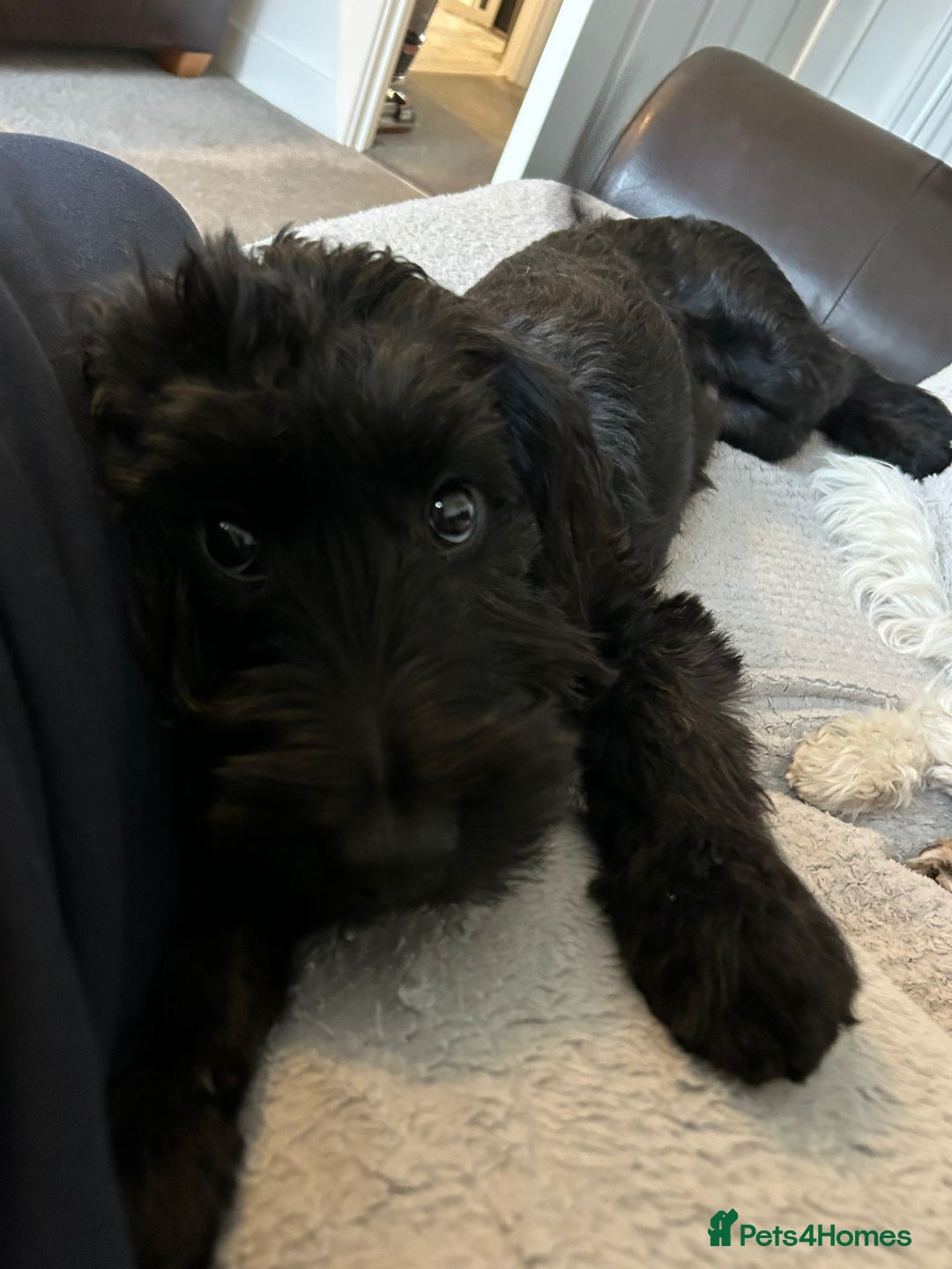 Cockapoo dogs for sale: Cockapoo boy age 6 months  - Advert 1