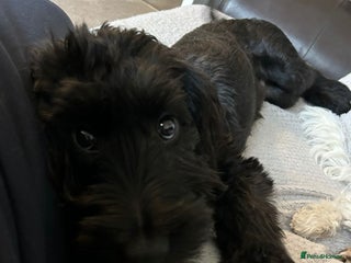 Cockapoo dogs Cockapoo boy age 6 months - Advert 1