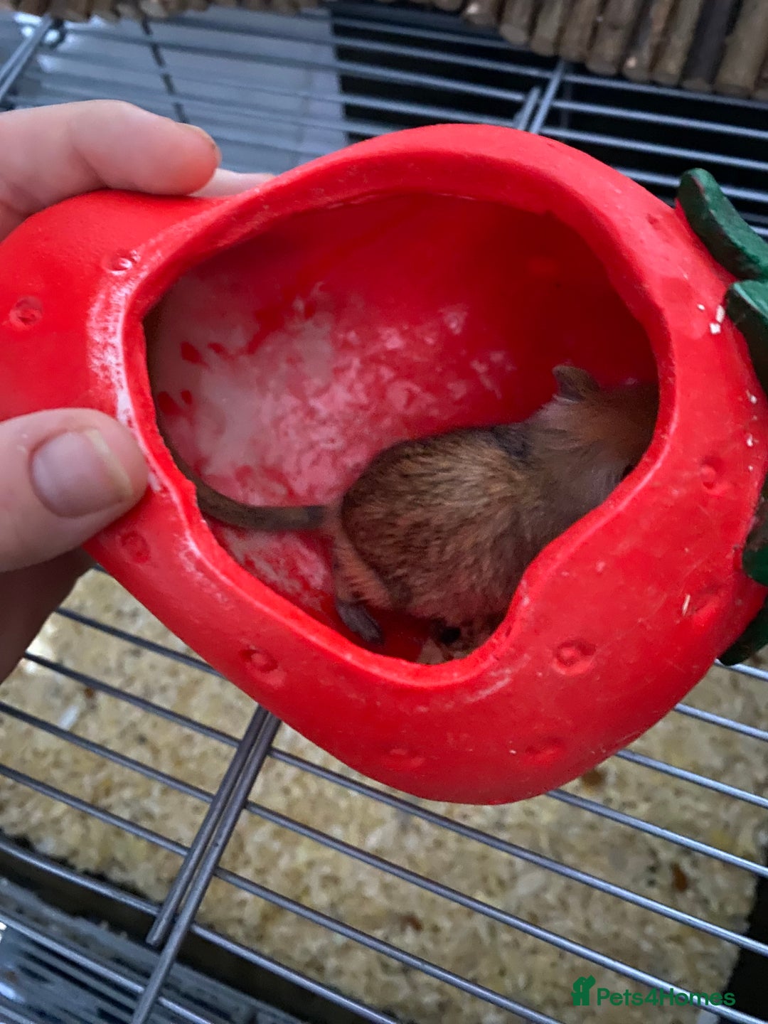 Gerbil rodents for sale: Unique baby gerbil  - Advert 4