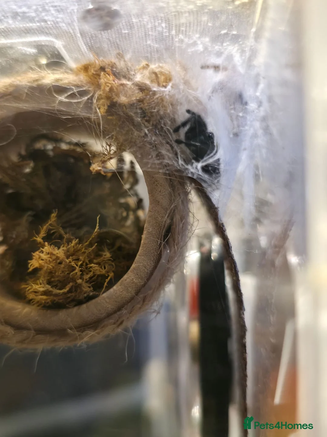 Spiders invertebrates for sale: Male phiddipus regius with full kit for sale - Advert 4