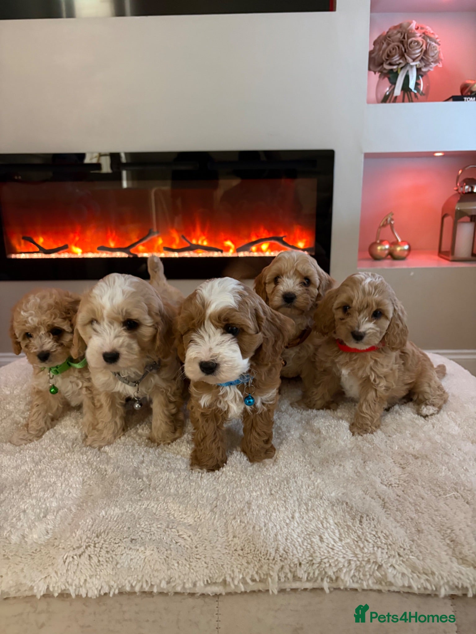 Cavapoo dogs Gorgeous Cavapoo puppies  - Advert 2