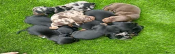 Dachshund dogs for sale: Beautiful Dachshund Puppies  - Advert 10