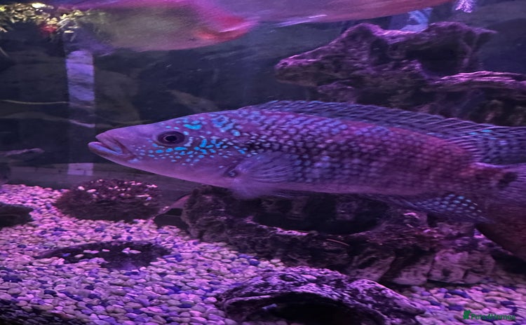 Plecos fish - Advert 16