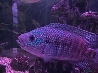 Plecos fish - Advert 32