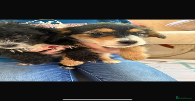 Jackapoo dogs - Advert 6