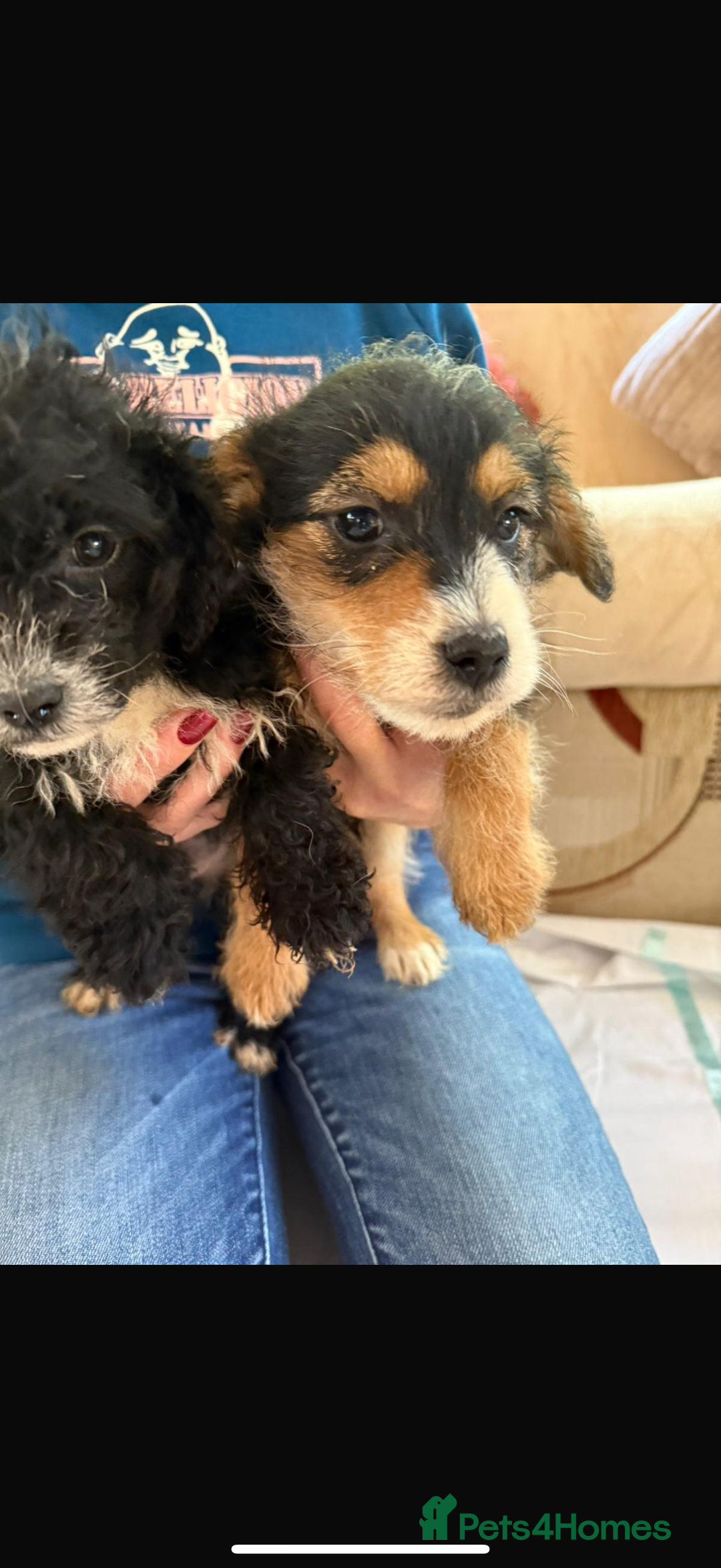Jackapoo dogs for sale: 5 beautiful jackapoos - Image 3