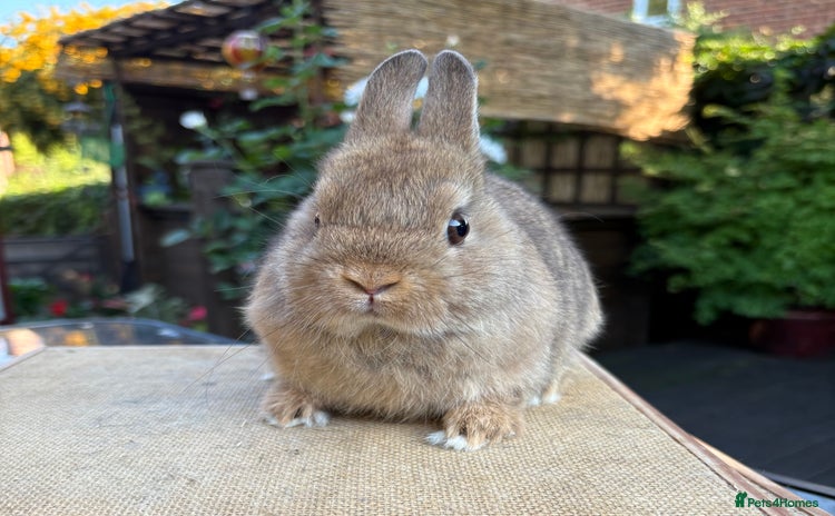 Netherland Dwarf rabbits - Advert 9