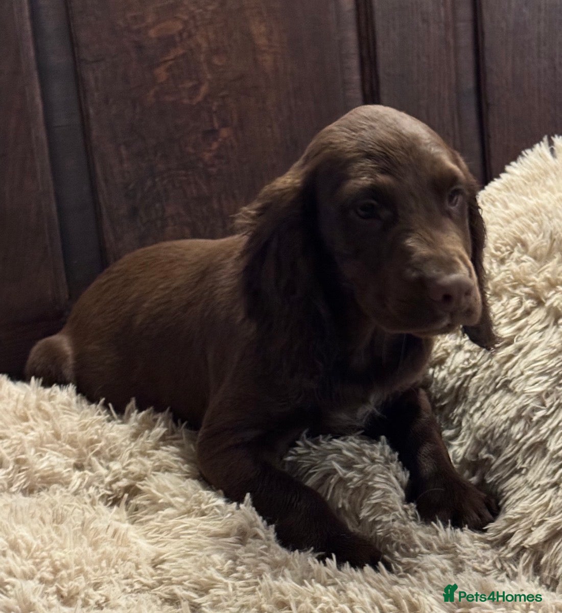 Sprocker dogs Healthy checked DNA clear stunning happy pups - Advert 1