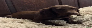 Sprocker Puppy 5