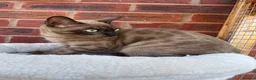 Bengal cats for sale: Beautiful Health Tested Bengals - Advert 4