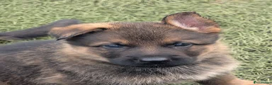 German Shepherd 8