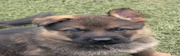 German Shepherd dogs for sale: K.C. reg GSD pups - Advert 6