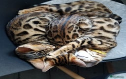 Bengal cats for sale: Top quality pure Bengal kittens available now in Watford - Image 8