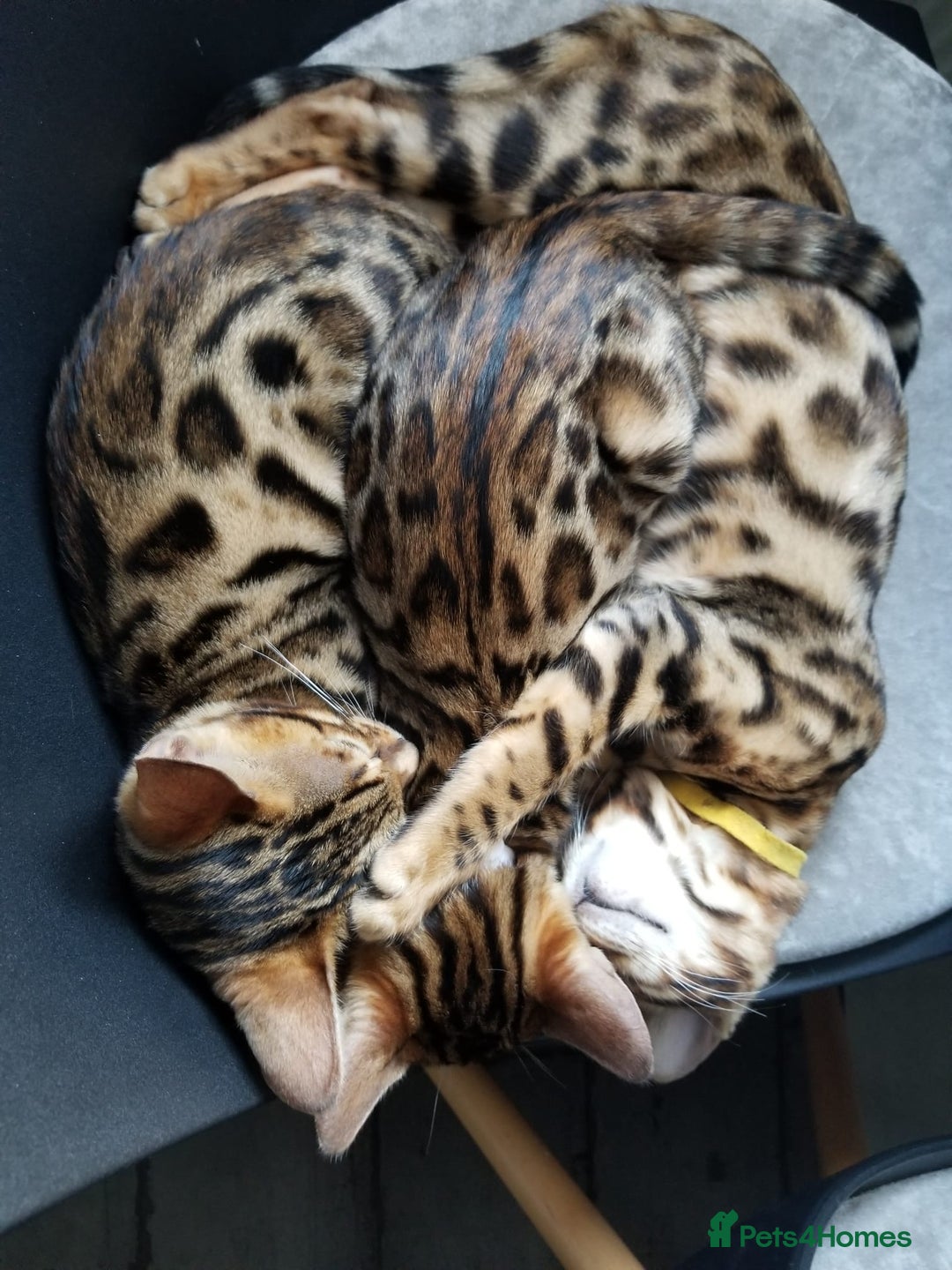 Bengal cats for sale: Top quality pure Bengal kittens available now in Watford - Image 8