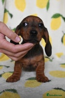 Miniature Dachshund dogs - Advert 9