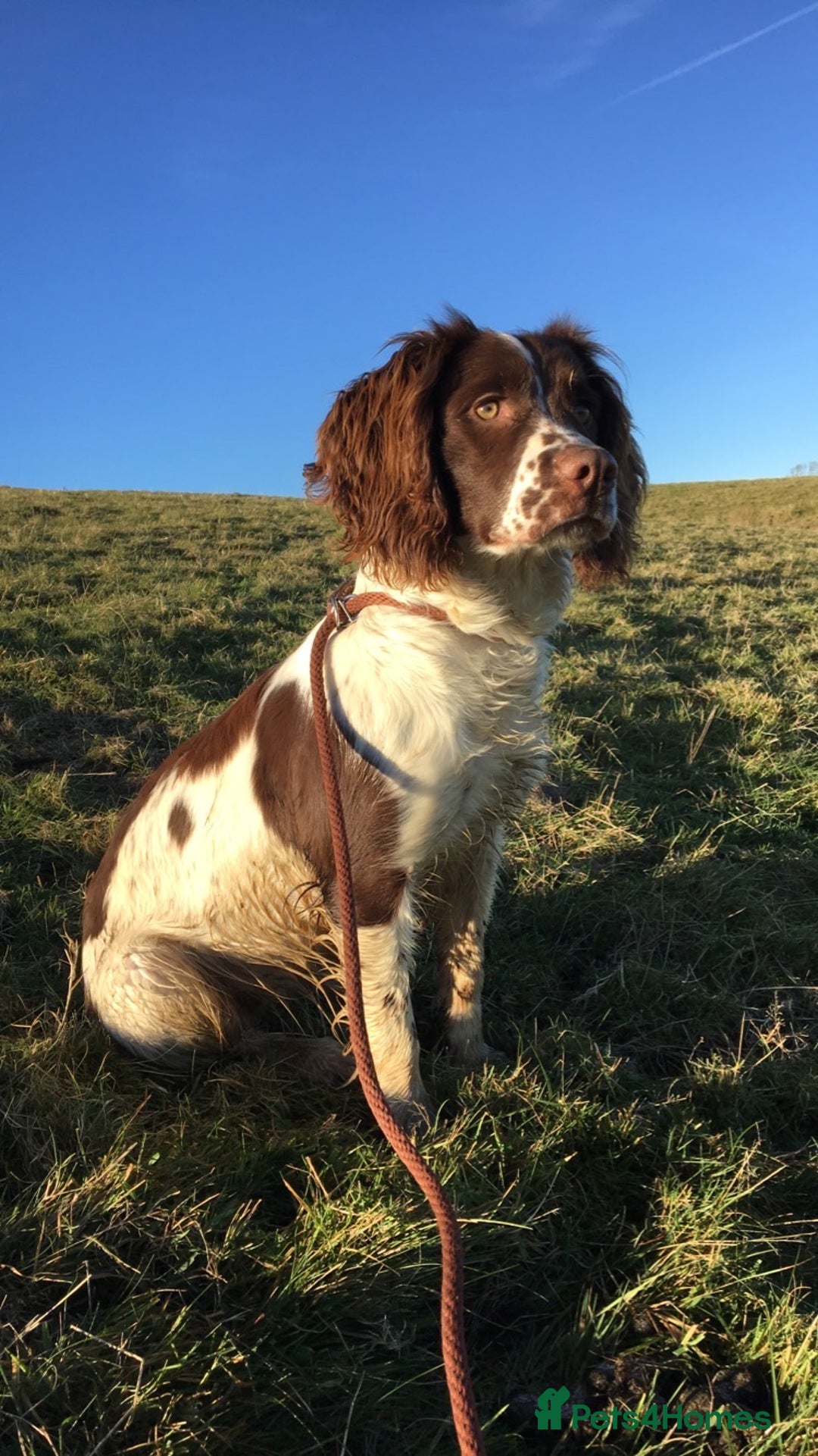 Mixed Breed dogs for sale:  4 Sprollie - Advert 2