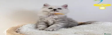 Yellow Collar