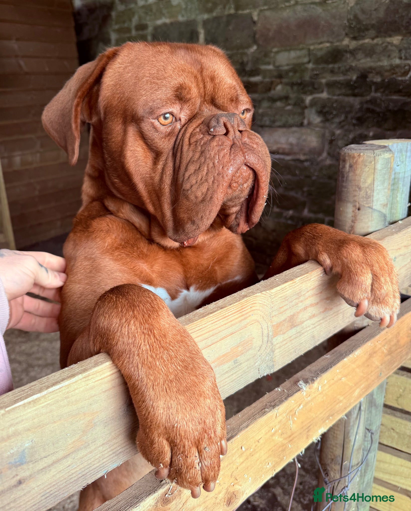 Dogue De Bordeaux dogs 🔥 ODIN — DOGUE DE BORDEAUX STUD 🔥 - Advert 3