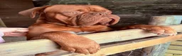 Dogue De Bordeaux dogs for stud: 🔥 ODIN — DOGUE DE BORDEAUX STUD 🔥 - Advert 1