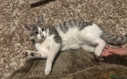 Domestic Shorthair cats for sale: Milo  - Image 3