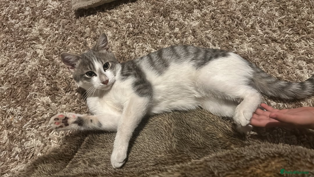 Domestic Shorthair cats for sale: Milo  - Image 3